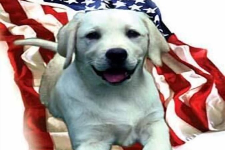 Pet Friendly 68 of 68