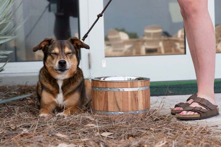 Pet Friendly 96 of 107