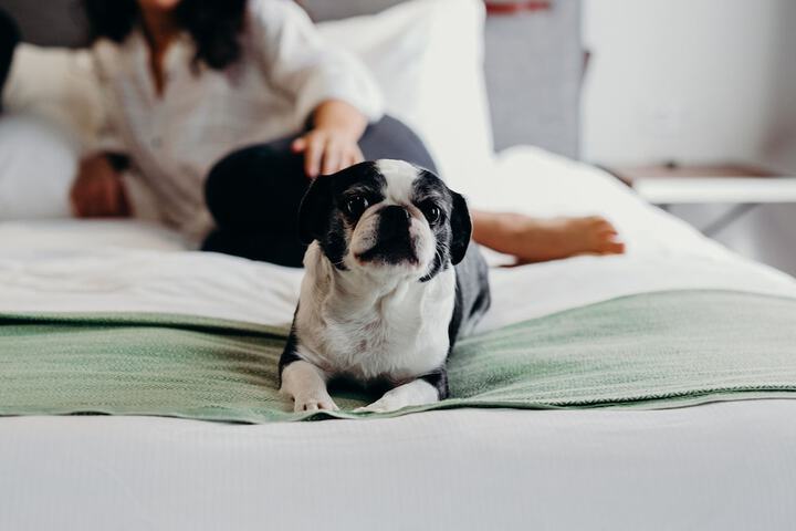 Pet Friendly 92 of 94