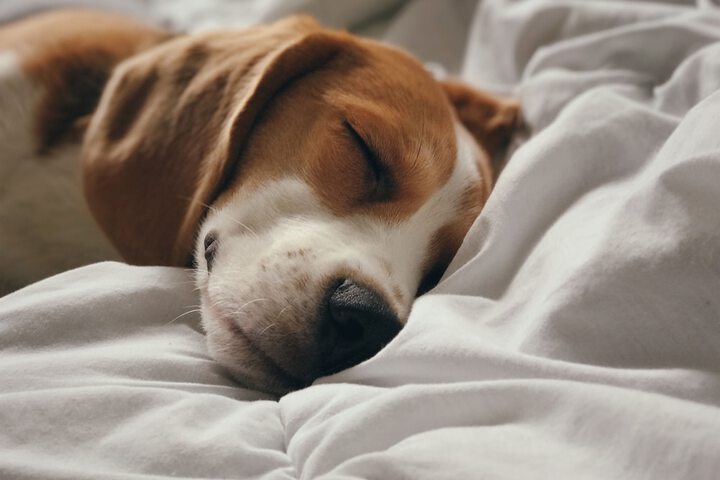 Pet Friendly 84 of 84