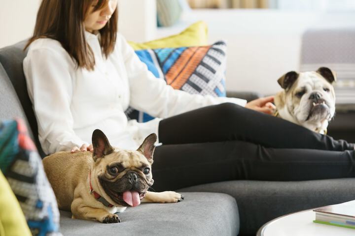 Pet Friendly 106 of 106