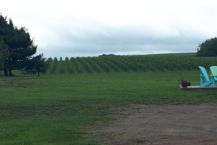 Raven Hill Vineyard
