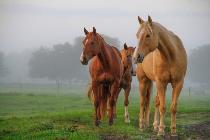 Westgate River Ranch Resort & Rodeo