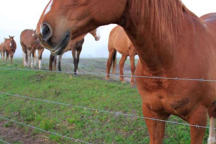 Westgate River Ranch Resort & Rodeo