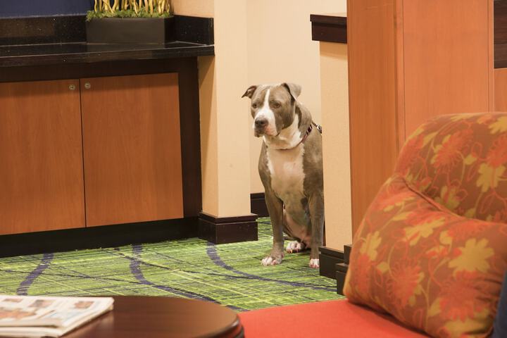 Pet Friendly 54 of 57
