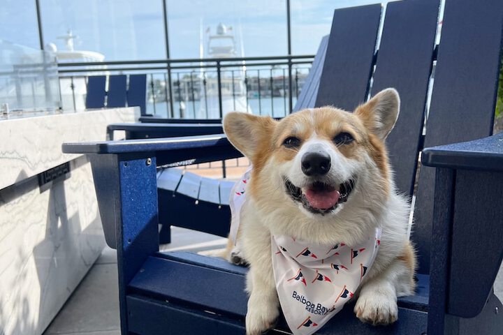 Pet Friendly 65 of 69