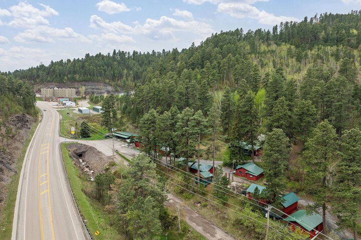 Ponderosa Pines