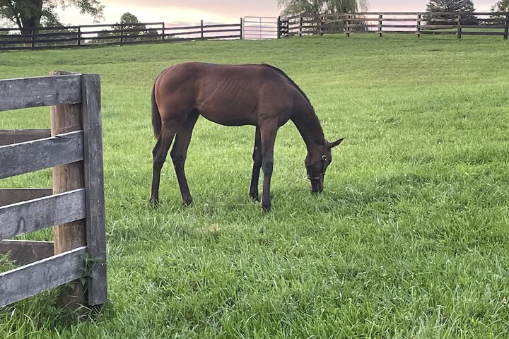 Pillow and Paddock B & B
