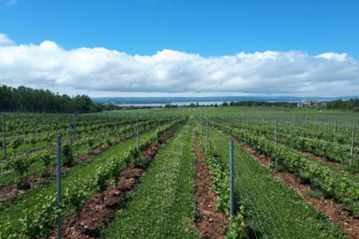 Raven Hill Vineyard