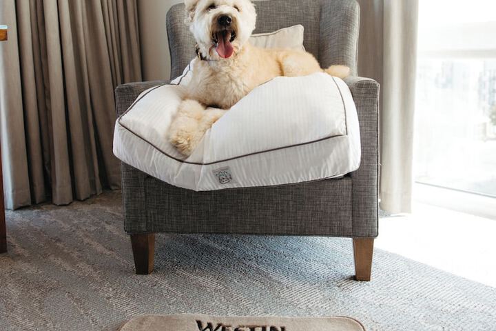 Pet Friendly 132 of 133