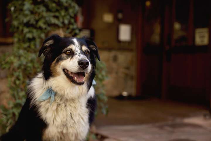 Pet Friendly 128 of 146