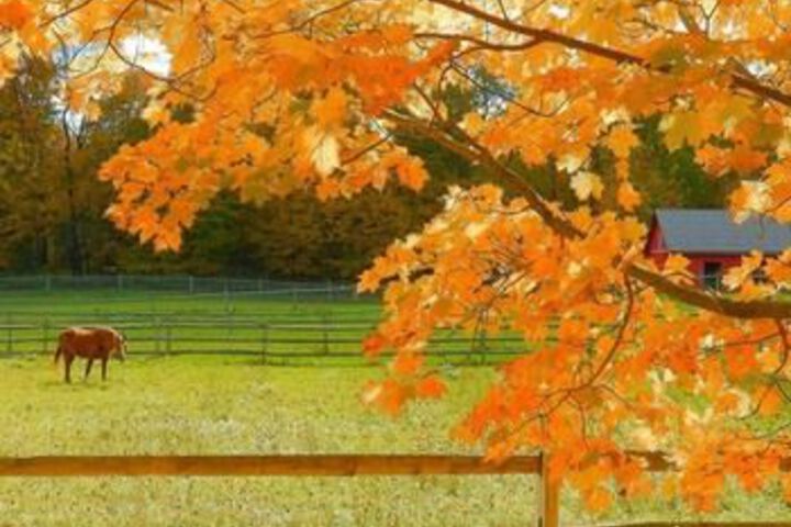 Mountain Horse Farm