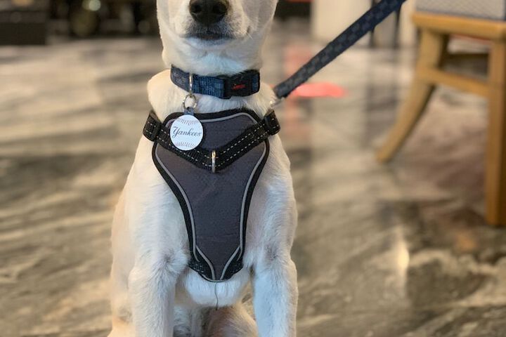 Pet Friendly 74 of 77