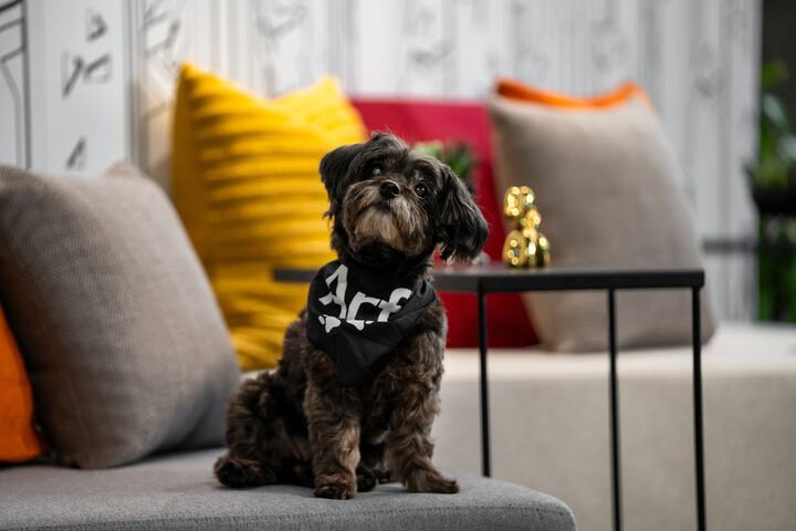 Pet Friendly 28 of 30