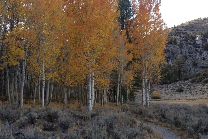 June Lake Villager