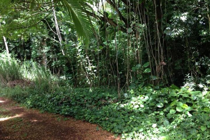 Heavenly Hana Paradise