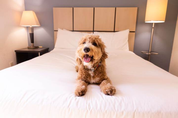 Sonesta Simply Suites Detroit Warren