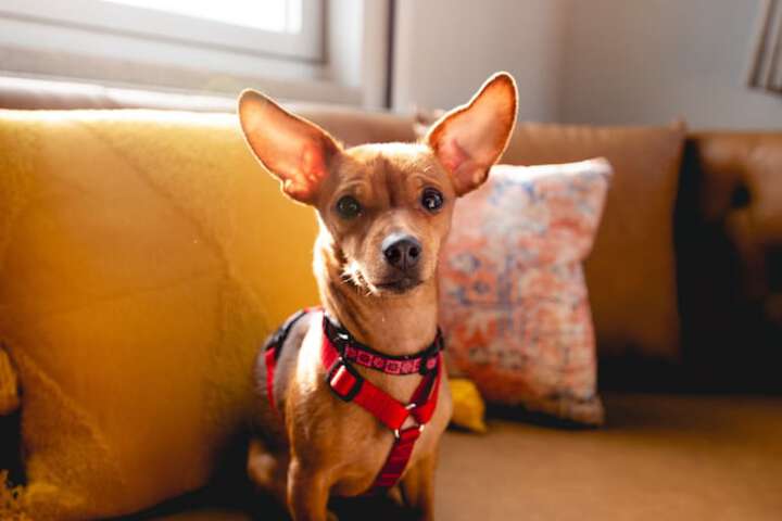 Pet Friendly 40 of 42