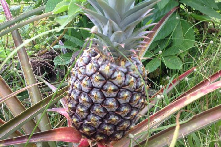 Heavenly Hana Paradise
