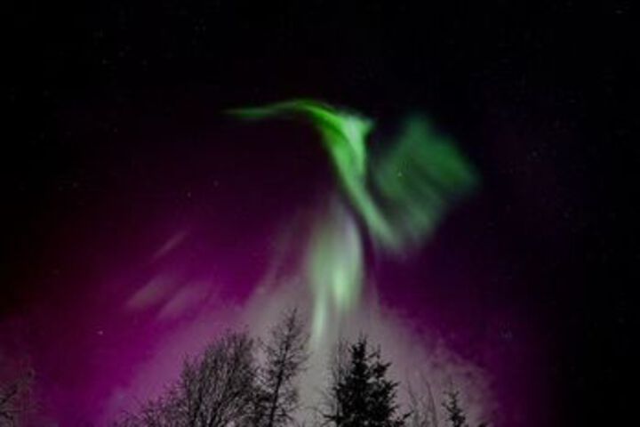 Fairbanks Moose Manor B & B