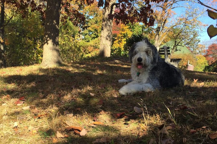 Pet Friendly 50 of 55