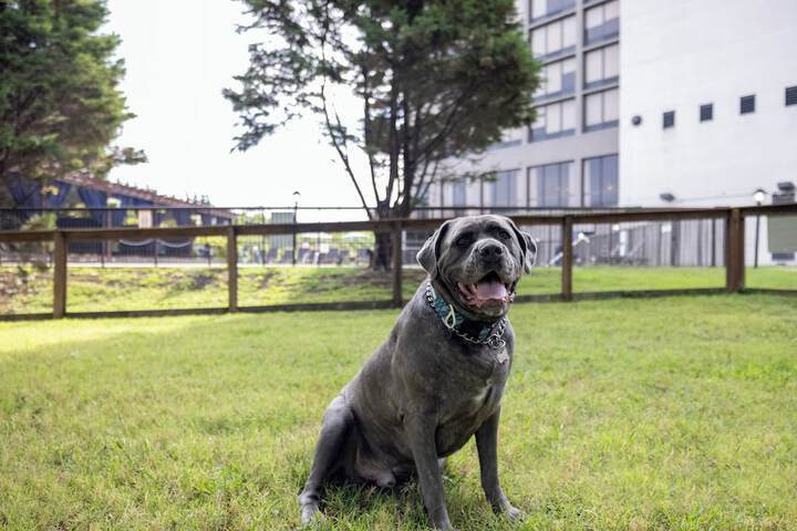 Pet Friendly 74 of 77