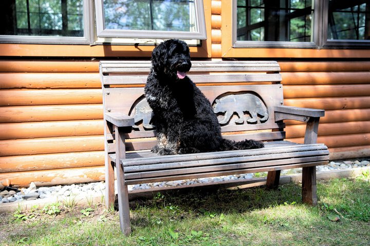 Pet Friendly 41 of 43