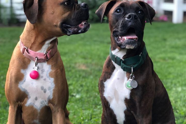 Pet Friendly 47 of 47
