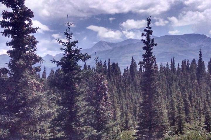 Denalis Alaskan Spruce Cabins