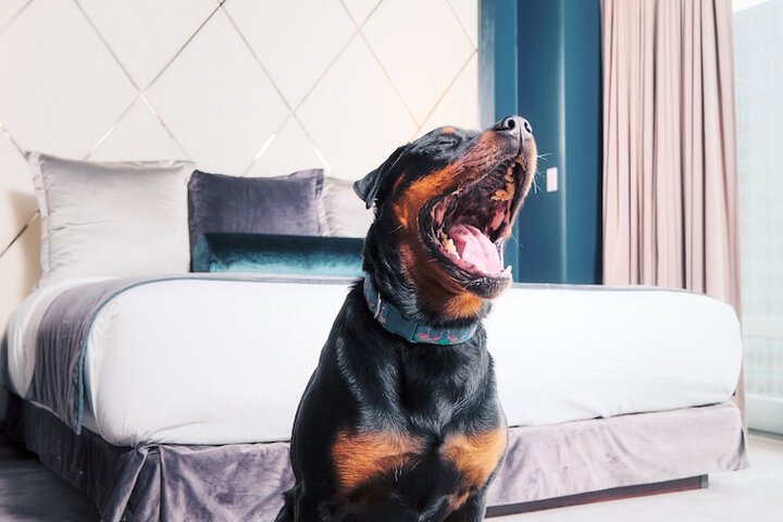Pet Friendly 141 of 143