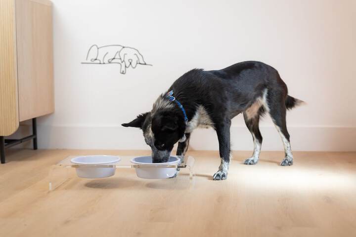 Pet Friendly 103 of 105