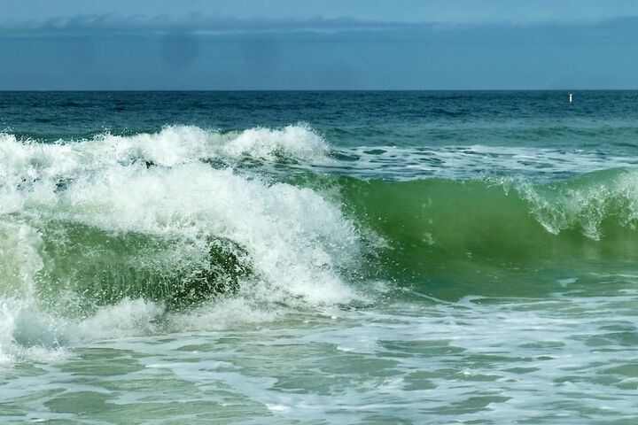 Sea Shell 14 - Premier