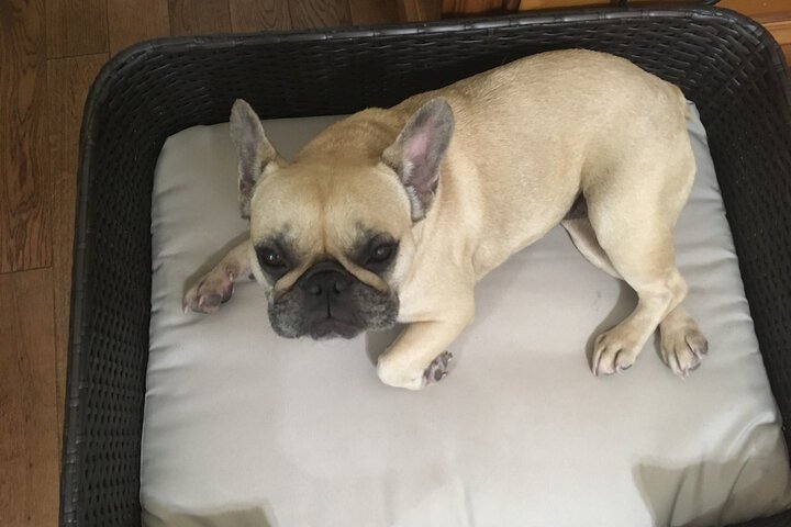 Pet Friendly 52 of 52