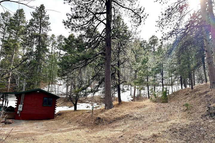 Ponderosa Pines