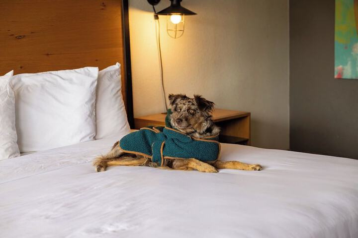 SCP WildFree Colorado Springs Trademark by Wyndham