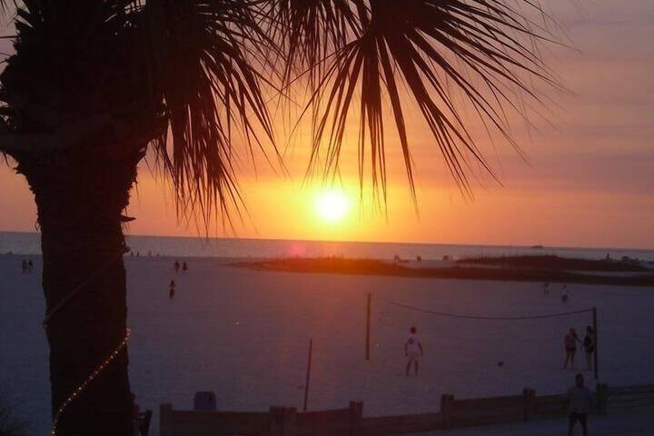 Beach Palms