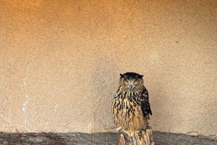 Raptor Ranch Little Owl 1