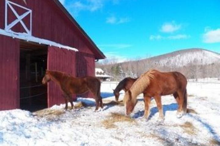 Mountain Horse Farm