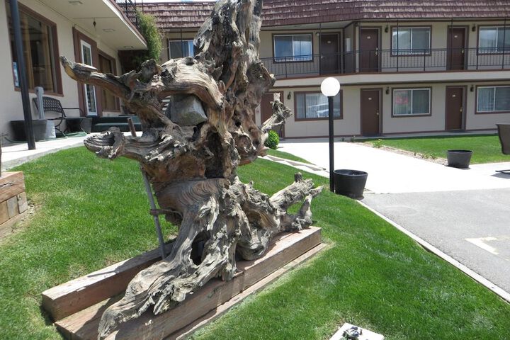 Bristlecone Motel