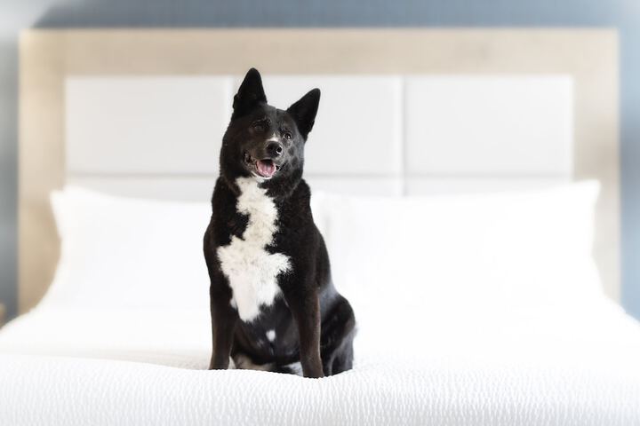 Pet Friendly 48 of 48