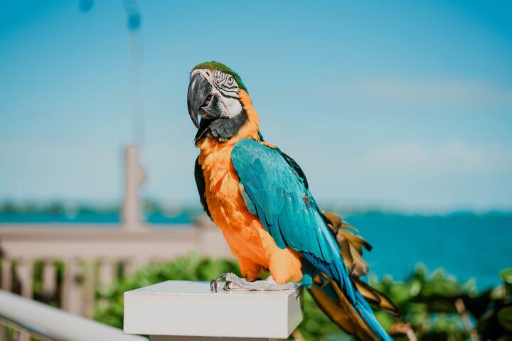 Hyatt Centric Key West Resort and Spa