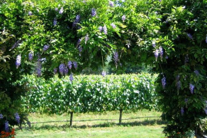 Pearlessence Vineyard Inn