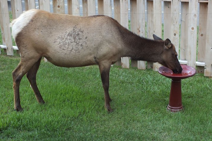 Pet Friendly 53 of 62