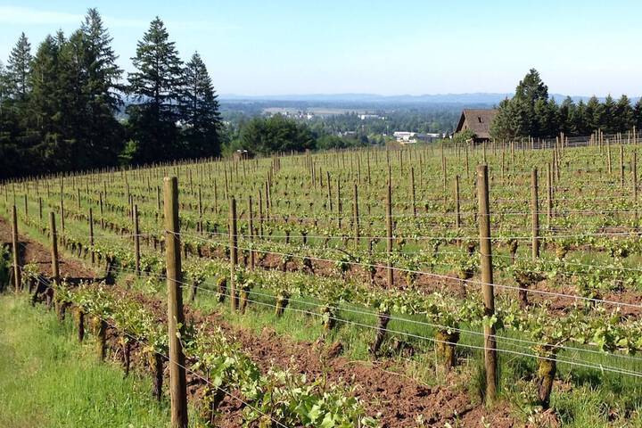 Vineyard View Inn