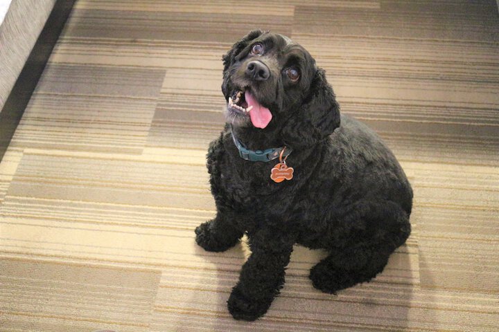 Pet Friendly 89 of 90