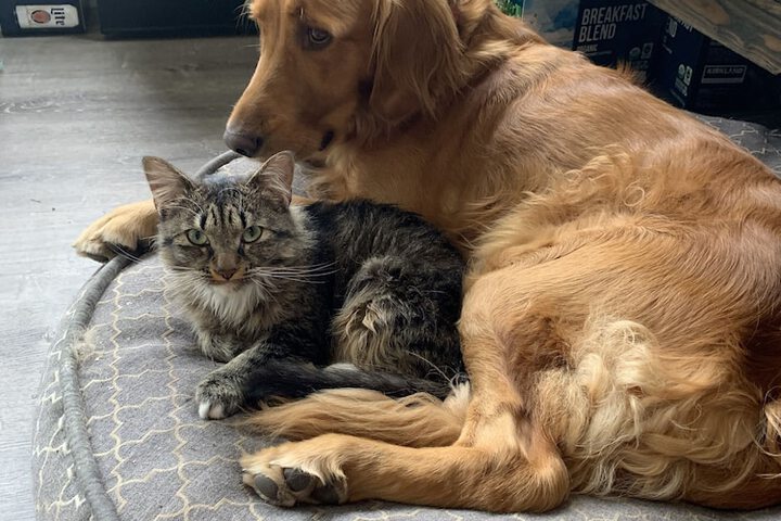 Pet Friendly 190 of 200
