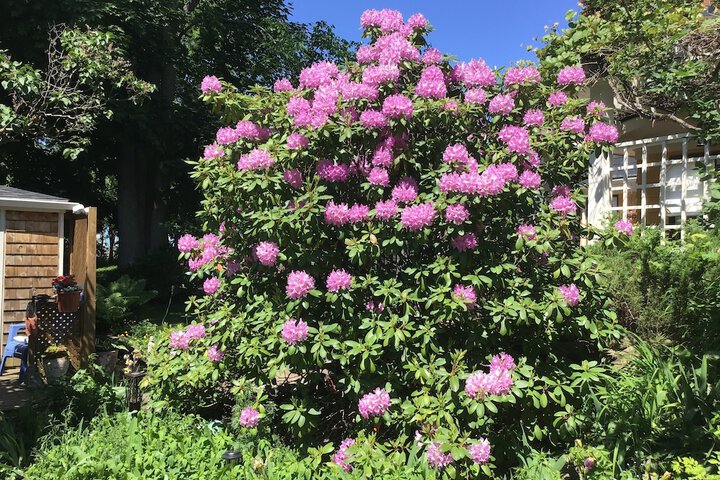 The Stella Rose B & B