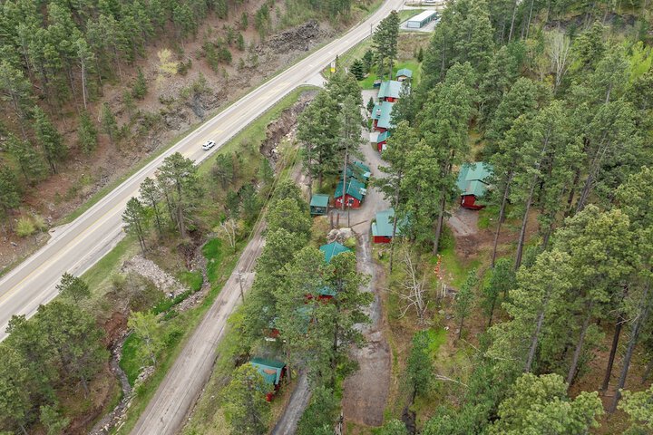 Ponderosa Pines