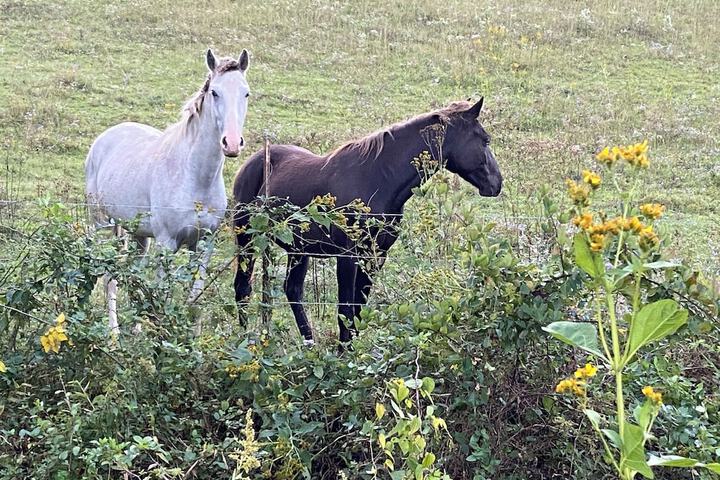 Newly Listed-Private 25-Acre Escape Near Red River Gorge