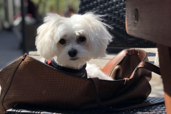 Pet Friendly 68 of 72
